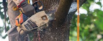 Apison, TN Tree Care Company