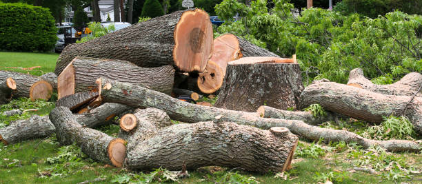 Leaf Removal in Apison, TN