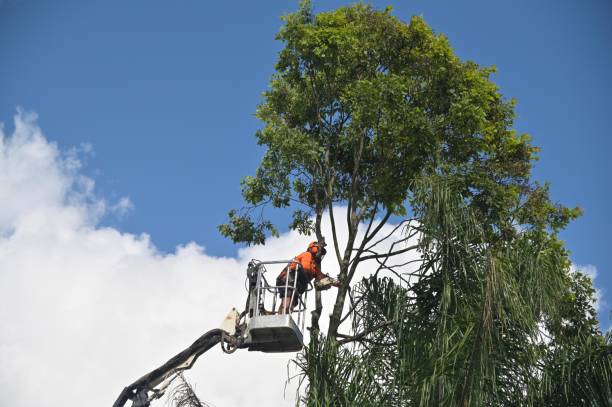 How Our Tree Care Process Works  in  Apison, TN
