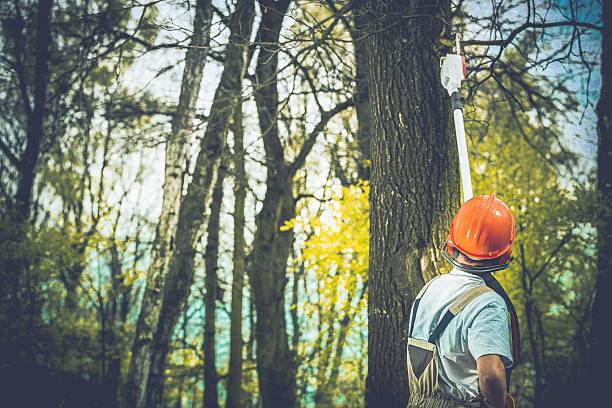 How Our Tree Care Process Works  in  Apison, TN
